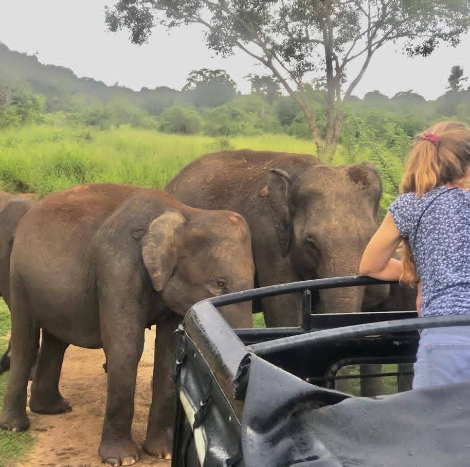 Tourists in a jeep close to wild elephants