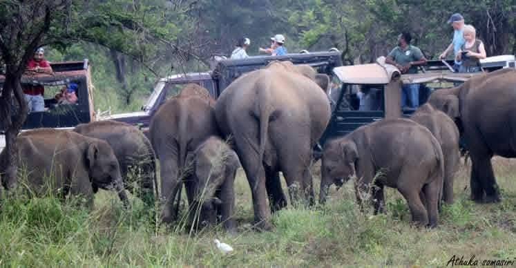 Child watching an elephant cross the road near Polonnaruwa