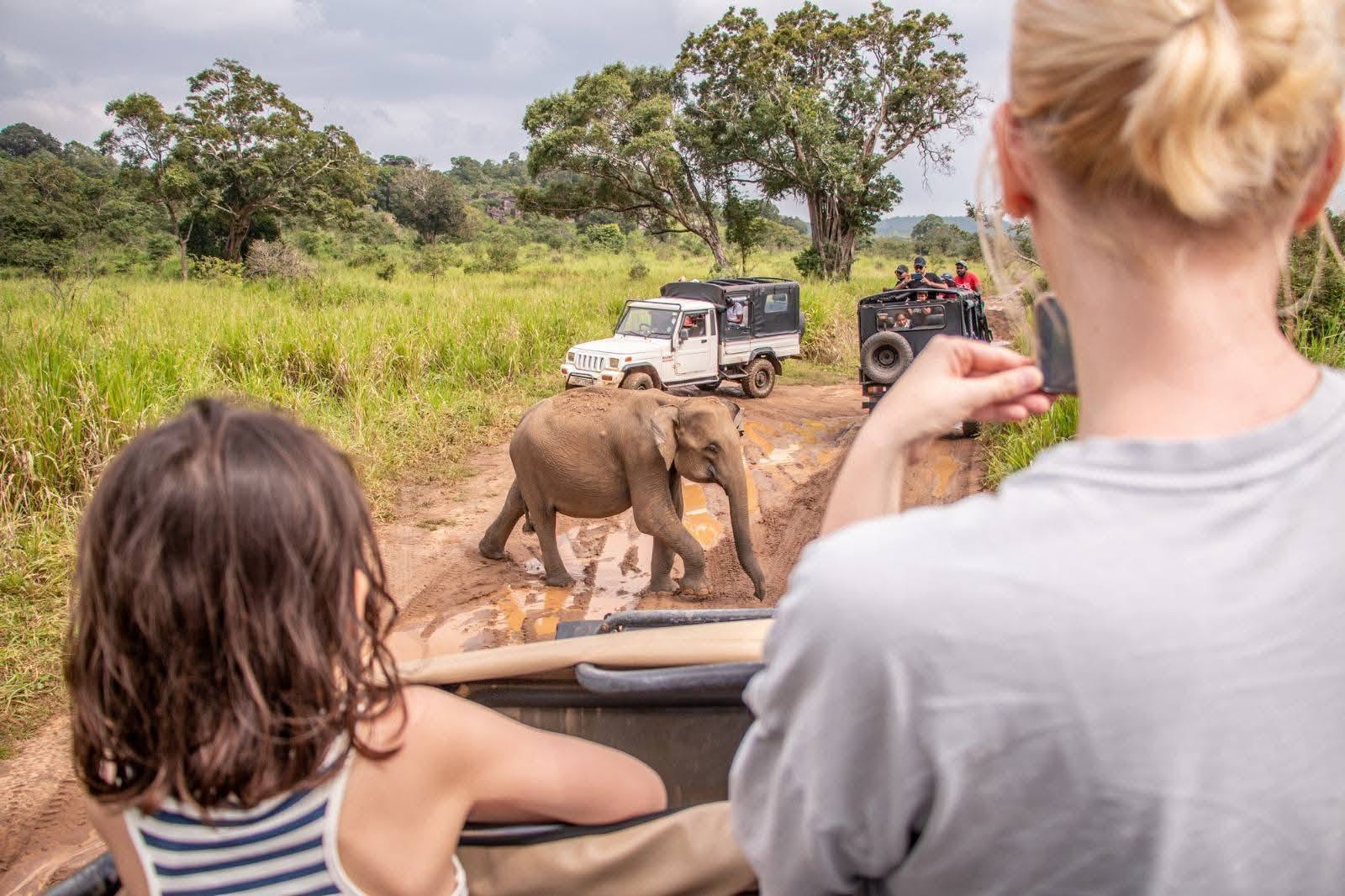 Tourist photographing wild elephants at golden hour in Habarana