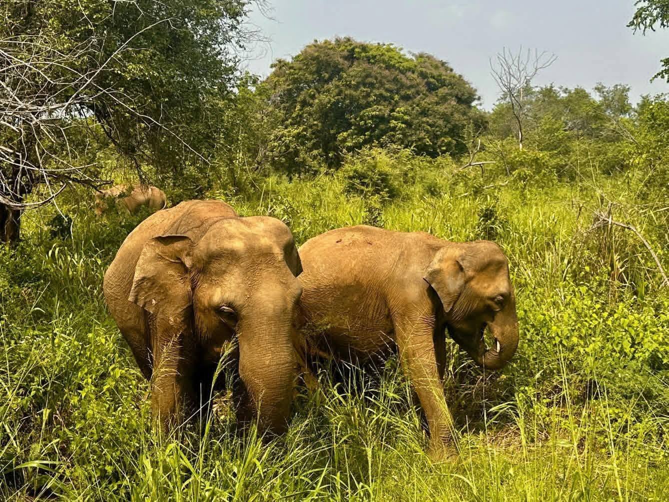 Two elephants grazing in lush green wetlands