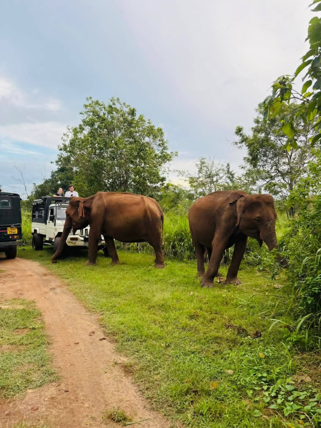 Elephants crossing the road beside a safari jeep near Kaudulla