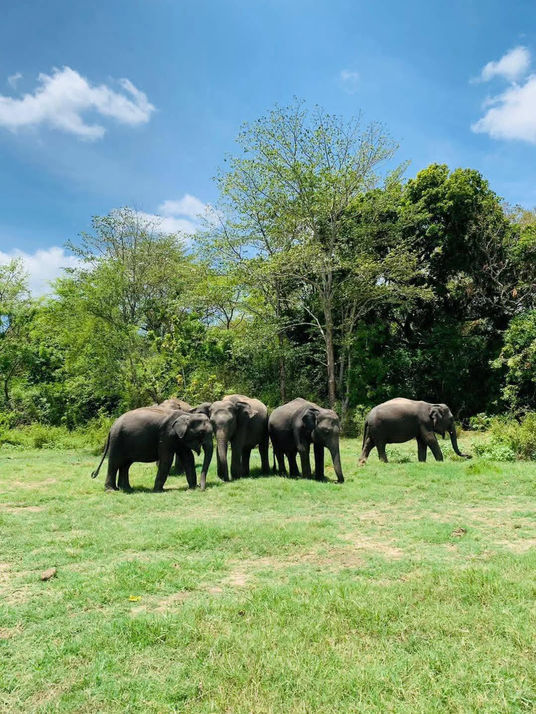 Elephant herd on a green field