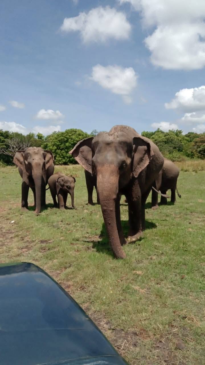 Elephant herd walking toward camera at Minneriya National Park